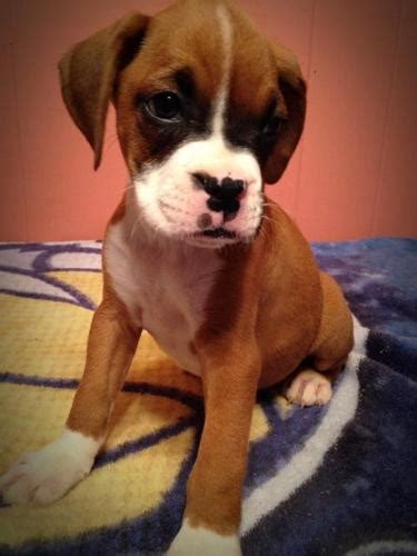 memphis classifieds pets|puppy adoption memphis tn.